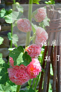 還信用卡逾期會(huì)算利息嗎(信用卡逾期了有利息嗎)