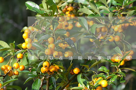 還可以在法院民事訴訟嗎(法院自己可以訴訟嗎)