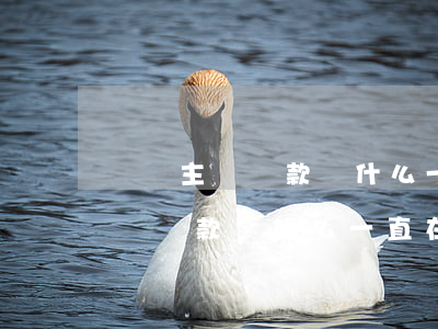 還唄主動還款為什么一直在還款中-還唄主動還款為什么一直在還款中呢