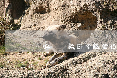 還唄必須還款日才能借信用卡嗎-