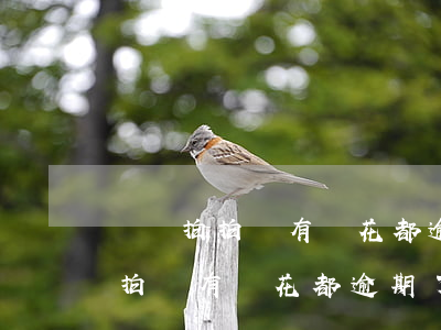 還唄拍拍貸有錢花都逾期了怎么辦-還唄拍拍貸有錢花都逾期了怎么辦啊