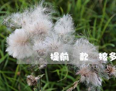 還唄提前還款審核多久才能通過-