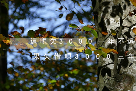 還唄欠3000一年不還真實(shí)后果(欠借唄3000三年沒還)
