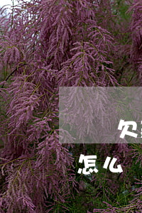 還唄欠款1千多逾期了(借唄欠了1萬逾期了怎么辦)
