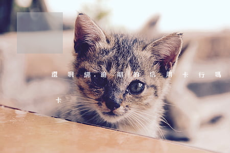 還唄綁逾期的信用卡行嗎(用還唄還信用卡封卡)