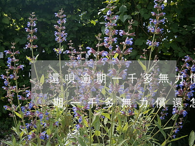 還唄逾期一千多無力償還怎么處理-還唄逾期一千多無力償還怎么處理呢