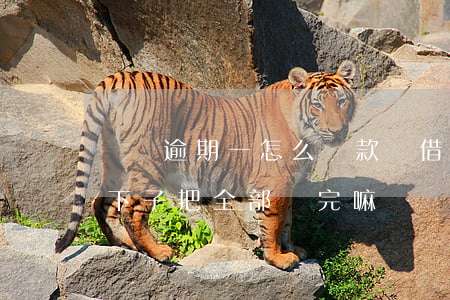 還唄逾期一怎么還款嗎(借唄逾期后還款要一下子把全部還完嘛)