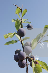 還唄逾期一次多久才能借(借唄逾期是要一次還完嗎)