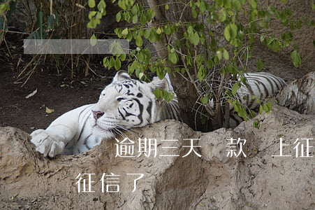 還唄逾期三天還款沒上征信(借唄逾期3天上征信了)