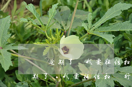 還唄逾期了問我要征信和銀行流水-還唄逾期了問我要征信和銀行流水是真的嗎