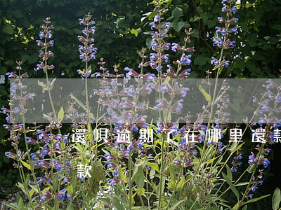 還唄逾期了在哪里還款(還唄逾期了在哪里還款)