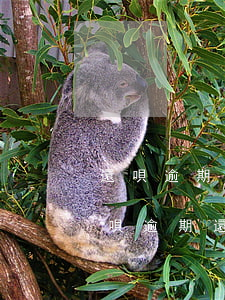 還唄逾期起訴法院已正式受理還能撤訴嗎（花唄逾期還款了能不能讓法院撤訴）
