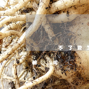 還唄還不了款怎么解決-還唄還不了款怎么解決呢