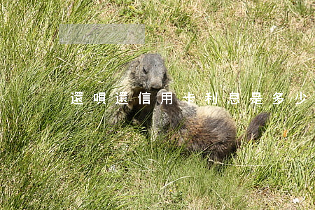 還唄還信用卡利息是多少錢(還唄 還信用卡)