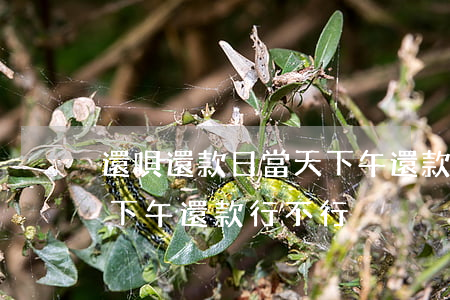 還唄還款日當天下午還款可以嗎-還唄當天下午還款行不行