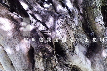 還唄還款逾期還不上(花唄還款還不上)