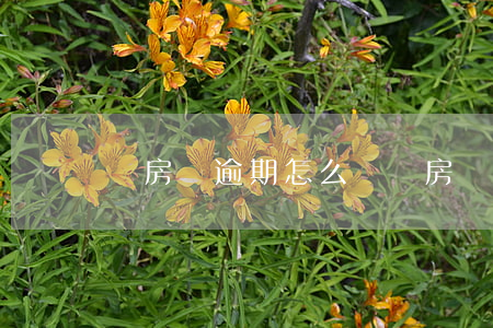 還房貸逾期怎么辦(還房貸逾期怎么辦最快)