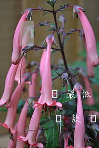 還最低還款額屬于逾期嗎(達(dá)到最低還款額算逾期嗎)