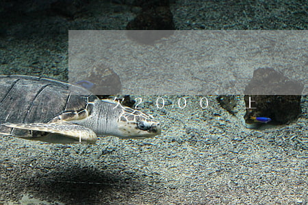還樂欠2000會上門嗎(還樂欠2000會上門嗎)