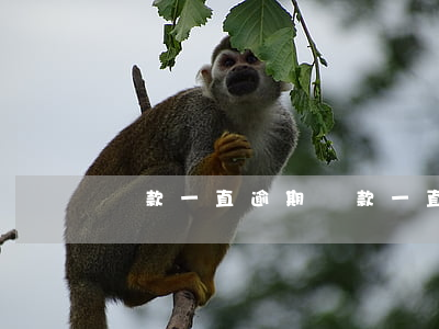 還款一直逾期(還款一直逾期怎么辦)