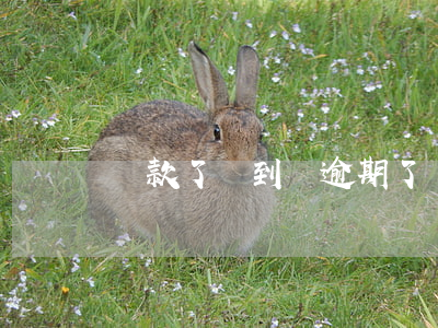 還款了沒到賬逾期了