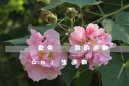 還款失敗導致的逾期(記錯還款日期產(chǎn)生逾期)