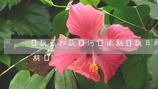 還款已扣款為何還逾期(還款日扣款失敗算逾期嗎)