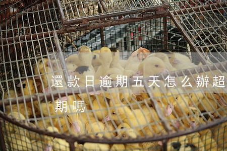 還款日逾期五天怎么辦(超過還款日五天算逾期嗎)
