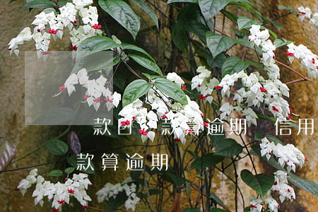 還款日還款算逾期嗎(信用卡在最后還款日還款算逾期嗎)