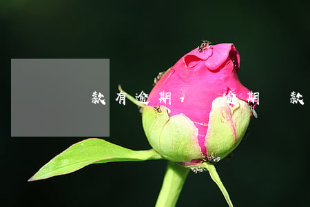 還款有逾期（i貸逾期還款）