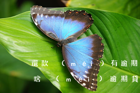 還款沒(méi)有逾期為什么不批貸款(為啥沒(méi)逾期貸款都批不下來(lái))
