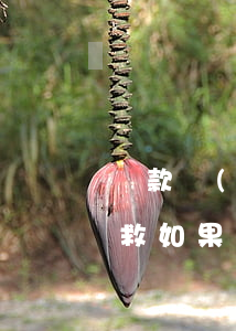 還款當(dāng)天逾期如何補(bǔ)救(如果還款逾期一天怎么辦)