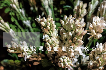 還款通知逾期是什么意思(逾期還款是指什么)