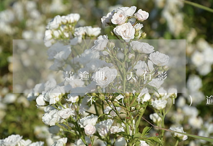 還款逾期一天有影響嗎(還款超一天會(huì)不會(huì)逾期)