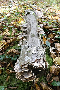 還款逾期一天進(jìn)不去了(逾期一天為什么就不能還款了)