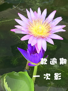 還款逾期一次影響公積金貸款嗎-還款逾期一次影響公積金貸款嗎怎么辦