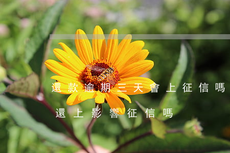 還款逾期三天會上征信嗎(信用卡逾期第三天還上,影響征信嗎)