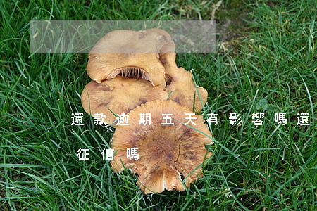 還款逾期五天有影響嗎(還款逾期5天會影響征信嗎)