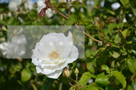 還款逾期什么理由