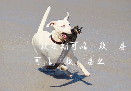 還款逾期可以貸款買房嗎(信用卡逾期還完了可以貸款買房么)