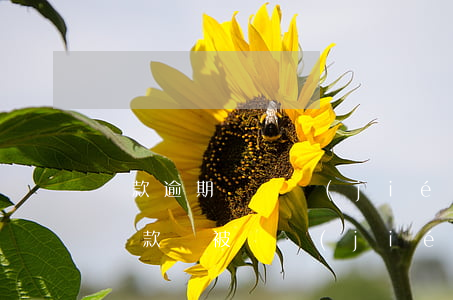 還款逾期會凍結(jié)銀行卡么-逾期還款會被凍結(jié)嗎