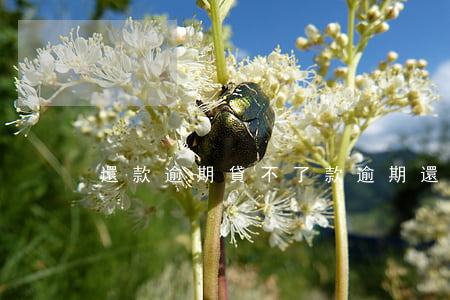 還款逾期貸不了款 逾期還不上貸款怎么辦