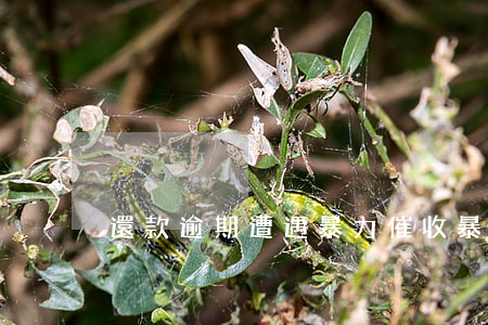 還款逾期遭遇暴力催收(暴力催收違法)
