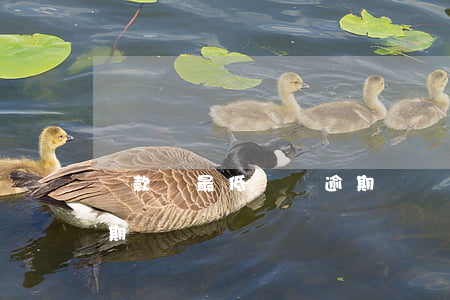 還款還最低額會逾期嗎(還了最低還款還算逾期嗎)