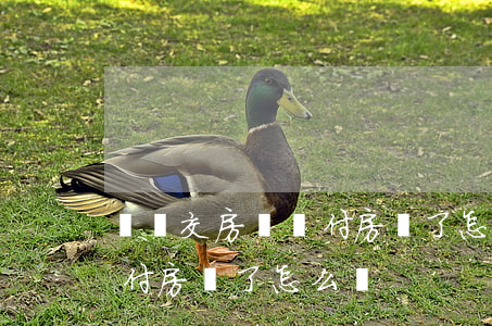 還沒交房沒錢付房貸了怎么辦(還沒交房沒錢付房貸了怎么辦)