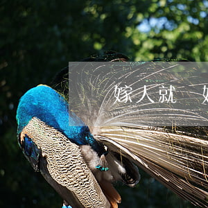 還沒嫁人就離婚好嗎