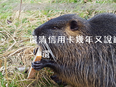 還清信用卡幾年又說逾期(信用卡逾期兩三年沒還)