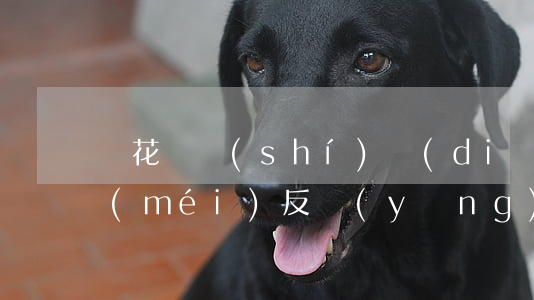 還花唄時(shí)點(diǎn)還款沒(méi)反應(yīng)是什么原因