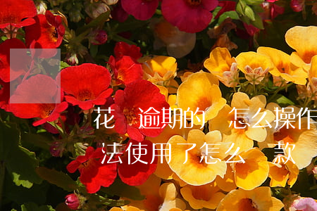 還花唄逾期的錢怎么操作(花唄顯示逾期,花唄無法使用了,怎么還款)