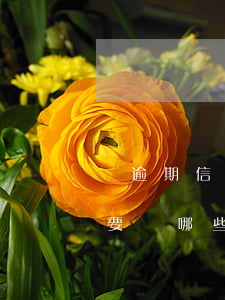 還逾期信用卡怎么才能不還利息（信用卡逾期要還哪些費用）